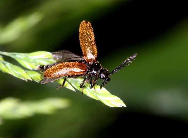 Drilus flavescens - Copyright Denis Bourgeois